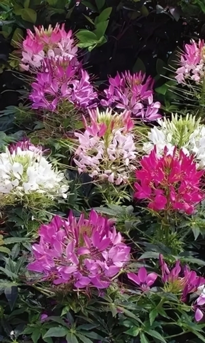 Семена Клеома Цветные паучки 0,3 гр (УД) Е/П