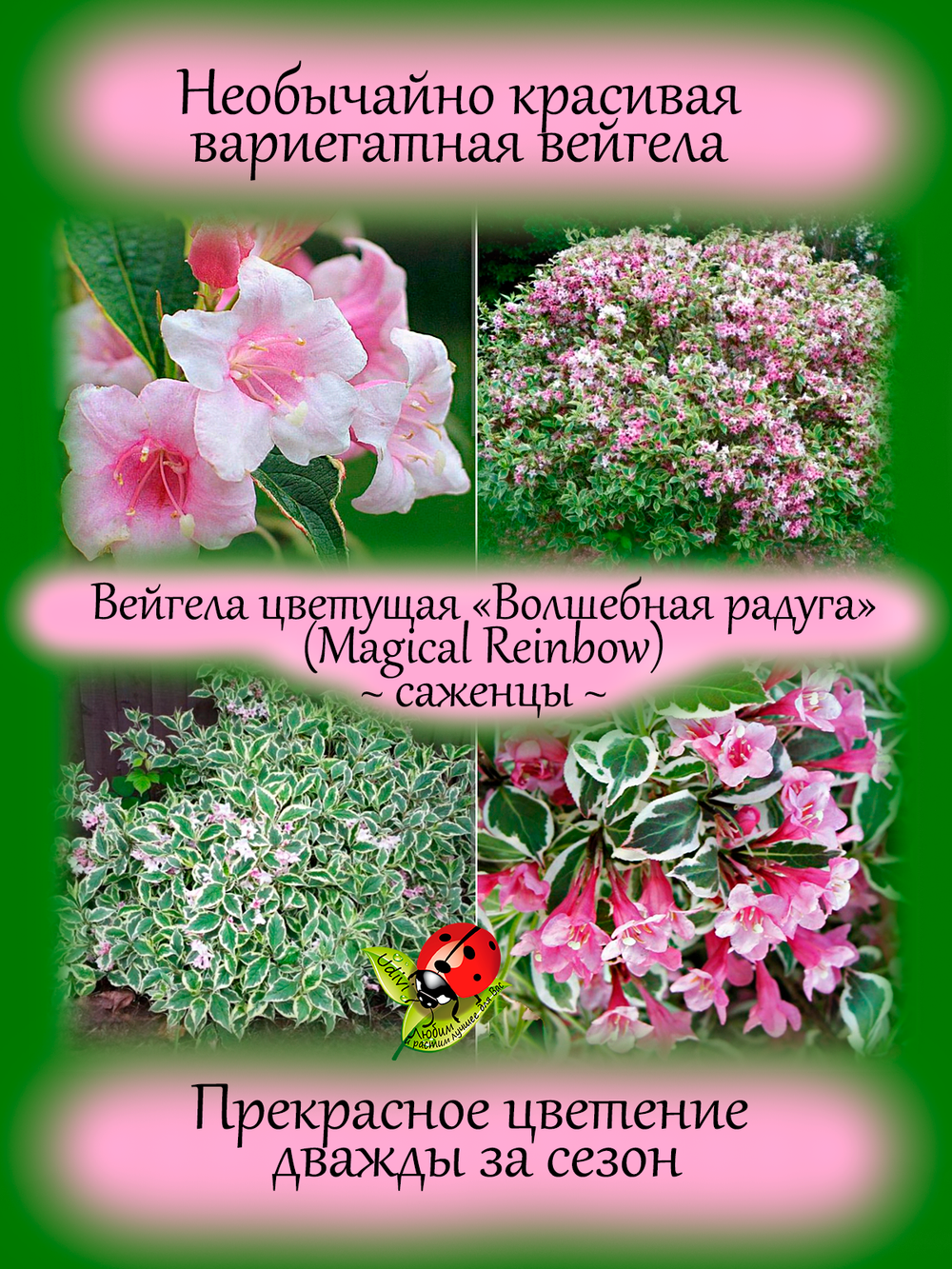 Вейгела Мэджикал Рейнбоу
