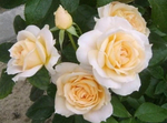 Лионс Розе (Lions Rose)