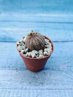 Euphoria Obesa (Эуфорбия)