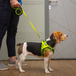 Поводок-рулетка для собак  Urban Neon L, 5м до 50кг, лента, черный, Triol