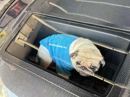 Карбоновый капот для Tesla Model 3 Рестайлинг 2023+ тесла накладка на капот