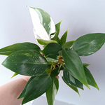 Филодендрон Белая Принцесса