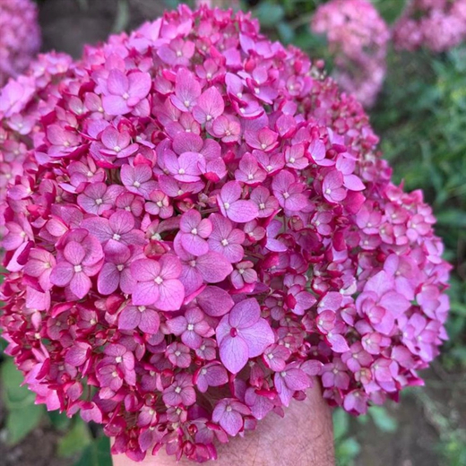 Гортензия древовидная Кандибел Вайнегам (23 ветки) Закупка М59 апрель 2026