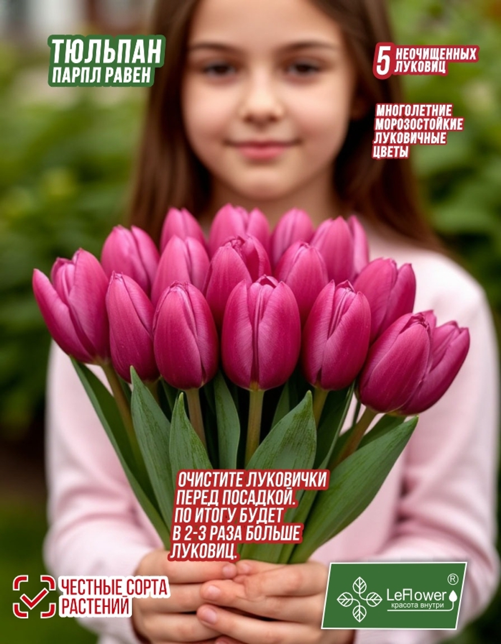Тюльпан Луковица,Парпл Равен, 5+шт