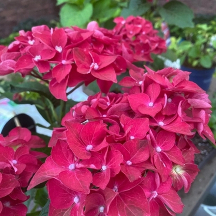 Royalty collection «Fire Wings»/Фаер Вингс