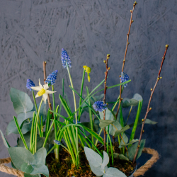 131. Весенняя романтичная композиция с луковичными мускари и нарциссами