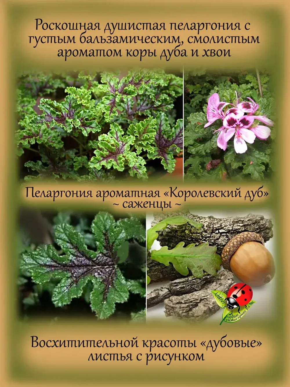 Пеларгония Королевский дуб