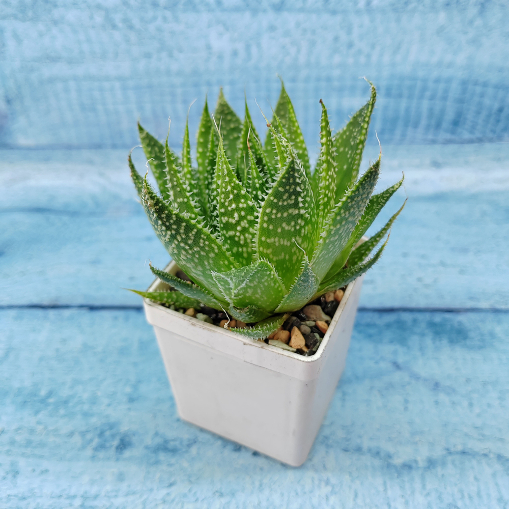 Aloe Aristata (Алоэ)