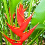 Геликония BIHAI LOBSTER CLAW RED (Н103)
