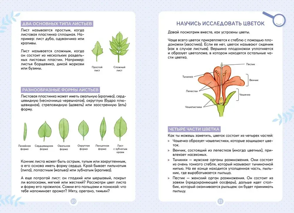 Растения вокруг нас