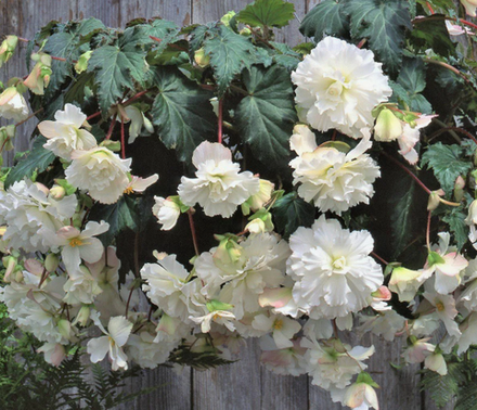 Бегония клубневая Каскад пендула Вайт март-апрель 26