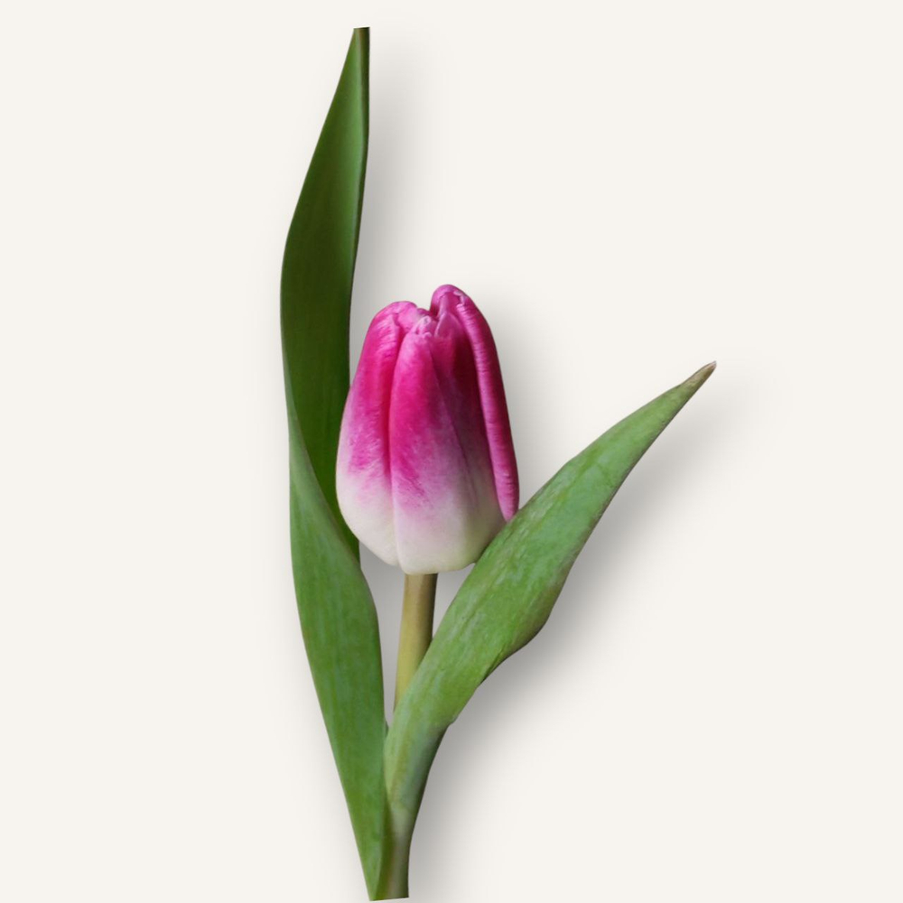 Тюльпан классика