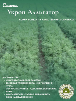 Набор Семян Укропа Аллигатор, Аэлита, 4 гр. (2 упаковки)