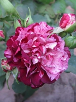 Роза флорибунда Нью Имэджин