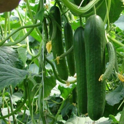 Кохиба F1 семена огурца партенокарпического (Hazera / Хазера)