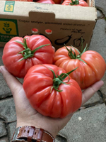 Пинк Кой F1 семена томата индетерминантного ( Yuksel Tohum / )