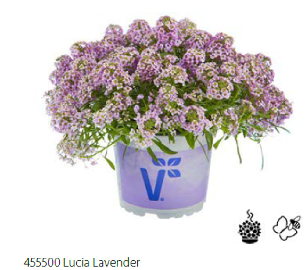 Лобулярия/Алиссум Lucia Lavender укорененный черенок ОКС конец ноября