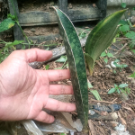 Сансевиерия BASEBALL BAT