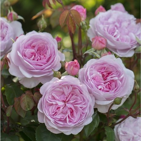 Оливия Роуз (Olivia Rose)