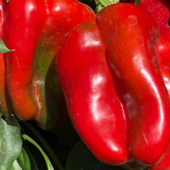 КЛАУДИО F1 семена перца сладкого Nunhems характеристика