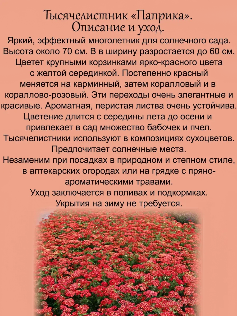Тысячелистник Паприка многолетний