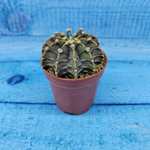 Gymnocalycium Friedrichii (Гимнокалициум)