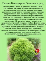 Полынь Божье дерево лечебная