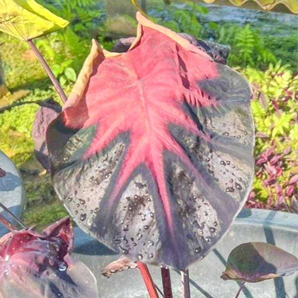 Колоказия BASTET QUEEN