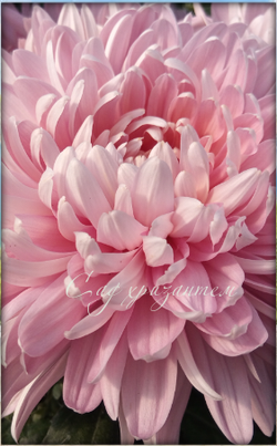 Одноголовая хризантема Allouise pink / о.2 🌿 /поставка весна 2026г/