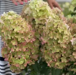 Гортензия метельчатая Металлика (Hydrangea paniculata `Metalica`)