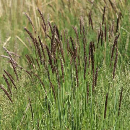 Перловник трансильванский. Melica transsilvanica.