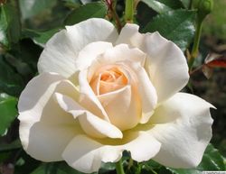 Чандос Бьюти (Chandos Beauty)