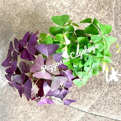 Кислица треугольная