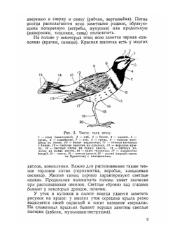 Экскурсионный определитель птиц Европейской части СССР | А.Н. Сунгуров
