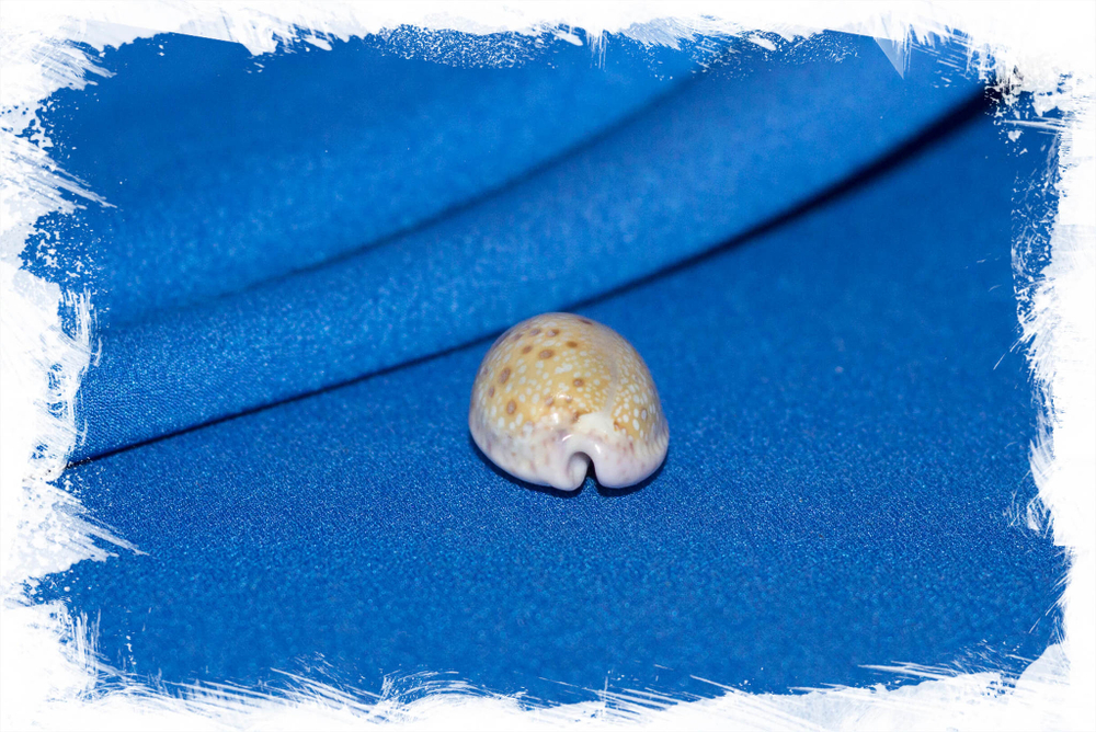 Ципрея маргиналис, Cypraea marginalis