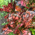 Кротон BERLIAN