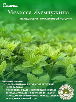 Мелисса Лекарственная, Жемчужина, Семена 0,1 гр.