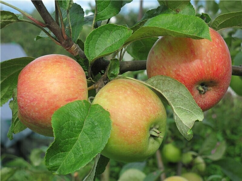 Саженец яблони «Конфетное» (Летняя, Сладкая как мёд)