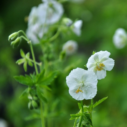 Герань кроваво-красная  "Album". Geranium sanguineum "Album".