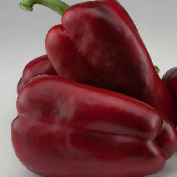 Клаудио F1 семена перца сладкого (Nunhems / ALEXAGRO) культура – фото 9