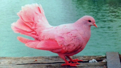 Микровелюр Xpoint (Икспоинт) 0027.01 Голуби