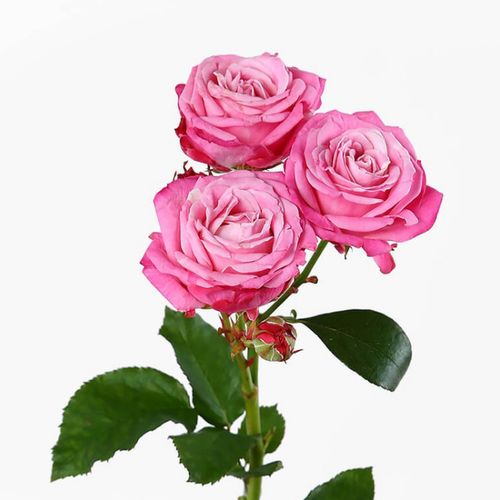 Купить Букет пионовидных роз «Волшебное чувство»