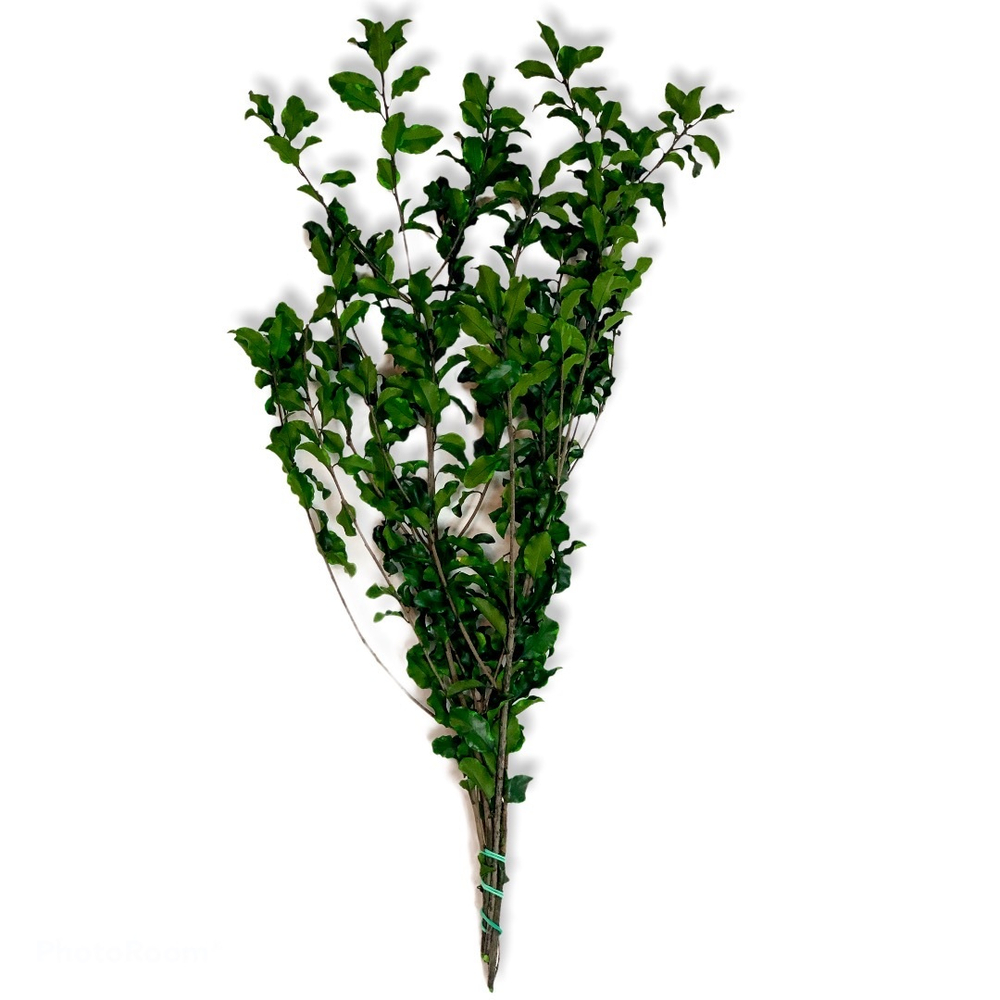 Питоспорум ветви зеленые