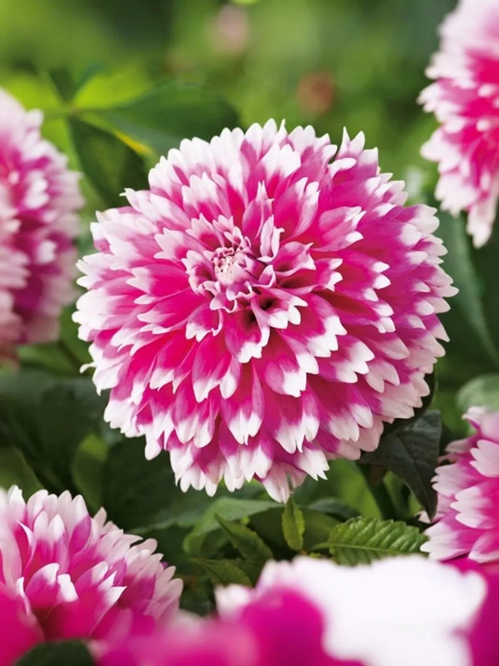 Георгин декоративный Фаззи Ваззи