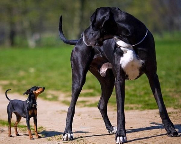 Как порода собаки влияет на ее поведение Как порода собаки влияет на ее поведение