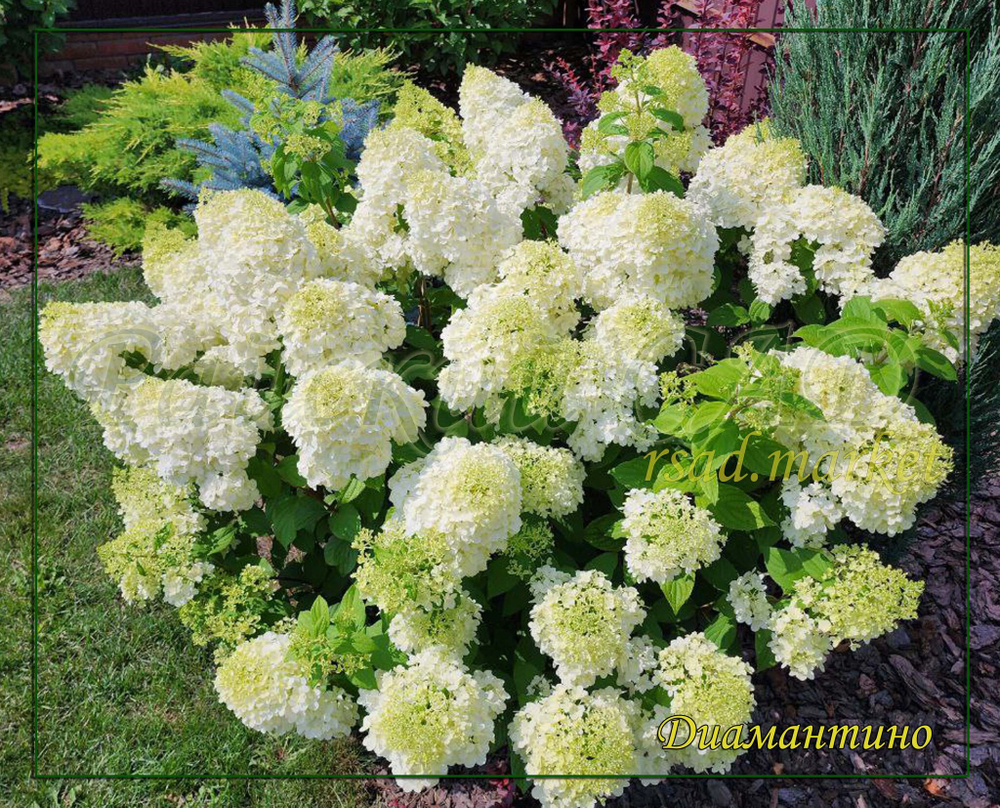 Гортензия метельчатая Диамантино- Алмаз (Hydrangea paniculata `Diamantino`)
