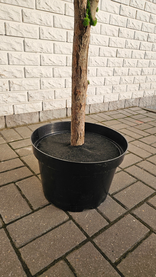 Искусственная Яблоня 240см в техническом кашпо