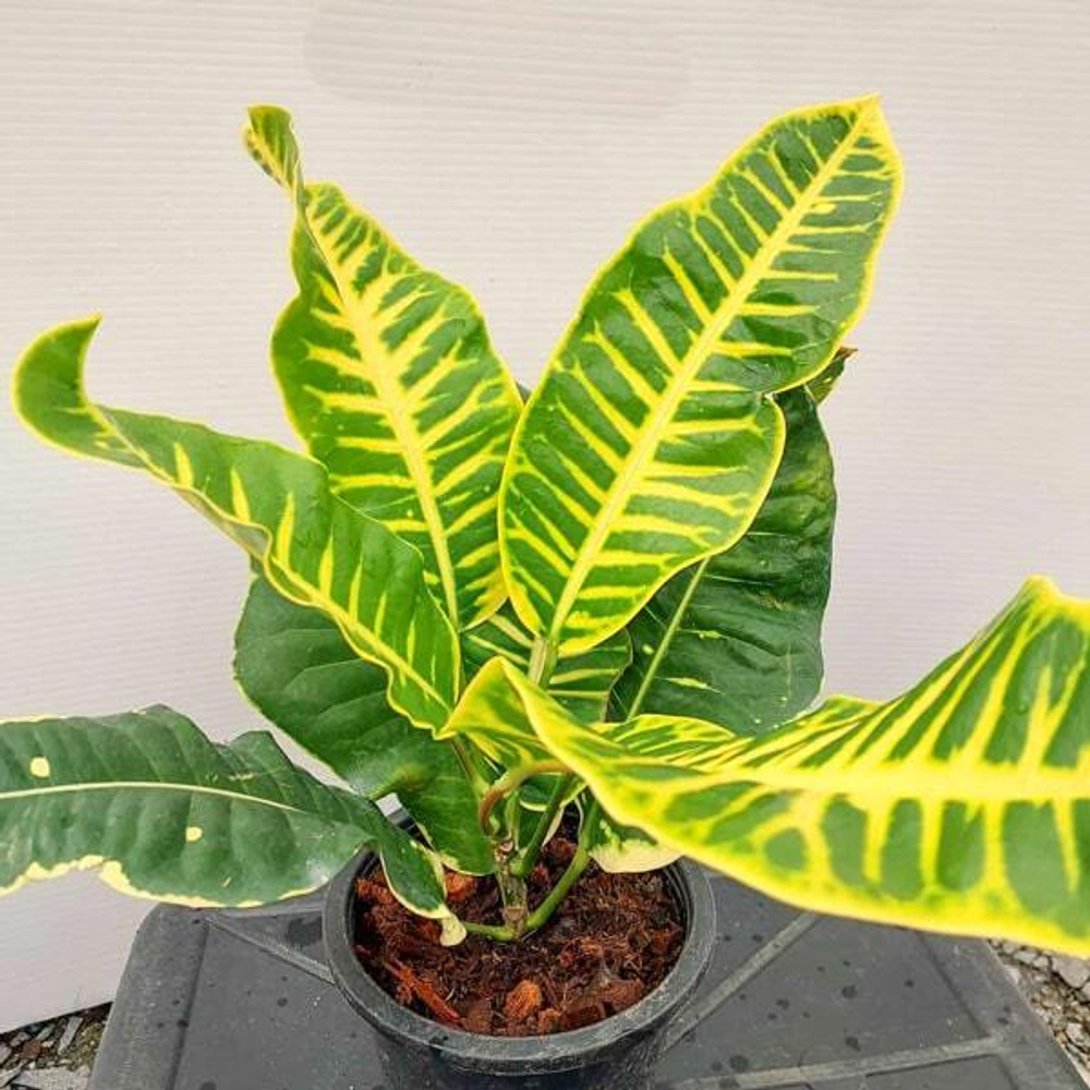 Кротон PHRAYA SUEA KRONG