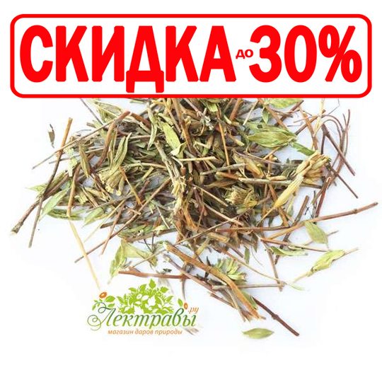 Зизифора (трава)